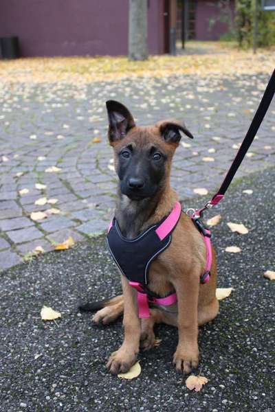 Als Welpen sind sie alle noch süßer-Beitrag-Bild