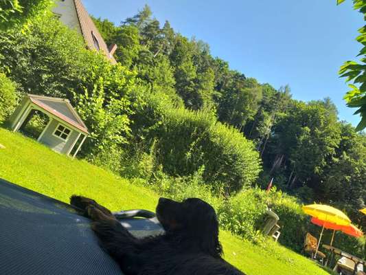 Dogorama Photo Challenge - Märchenwald-Beitrag-Bild