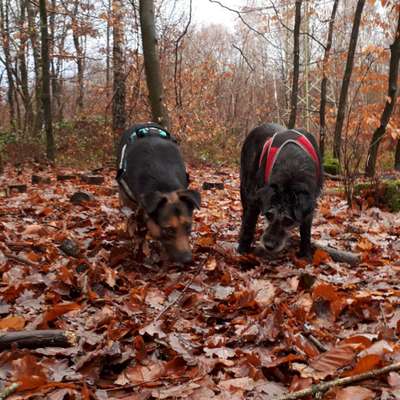 Die Dogorama Kalender Challenge Teil 1/4-Beitrag-Bild