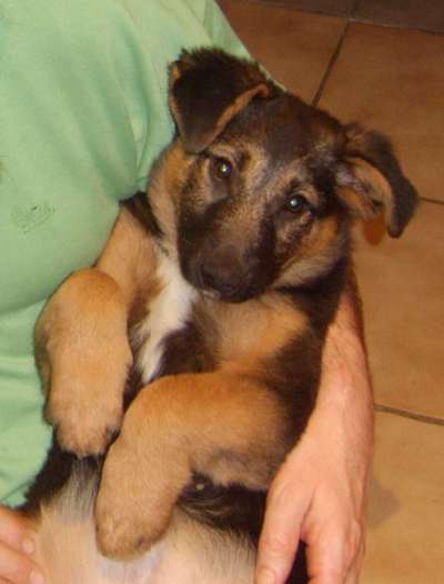 Welpen Bilder !-Beitrag-Bild