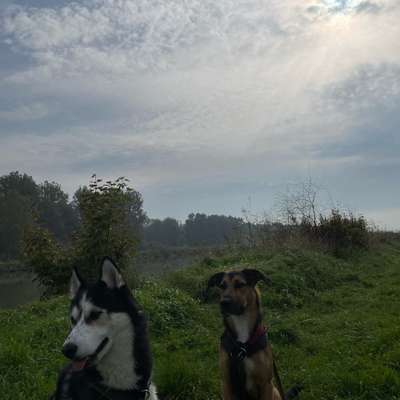 Hundetreffen-Gemeinsam spazieren und spielen.