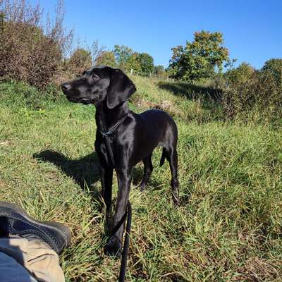 Hundetreffen-Welpentreff/Junghundtreff im Prenzlauer Berg-Bild