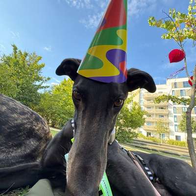 Hundetreffen-Windhund Walkies & Zoomies-Bild