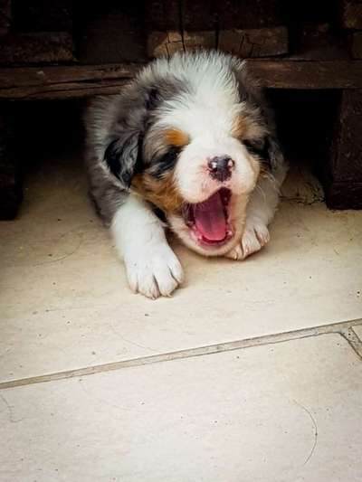 Aussies-Beitrag-Bild