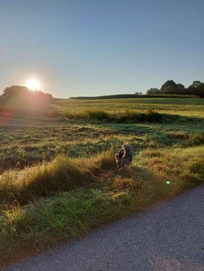 Hundetreffen-Social Walk 🌿🐕-Bild