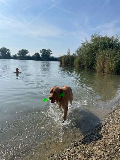 Achtung, Sommerhitze! So schützt ihr eure Hunde vor Hitzschlag 🐾☀️-Beitrag-Bild