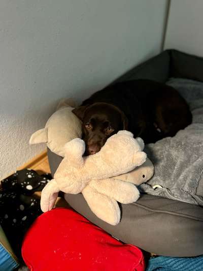 Euer Hund und sein Lieblingskuscheltier-Beitrag-Bild