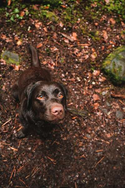 Labradorfans-Beitrag-Bild