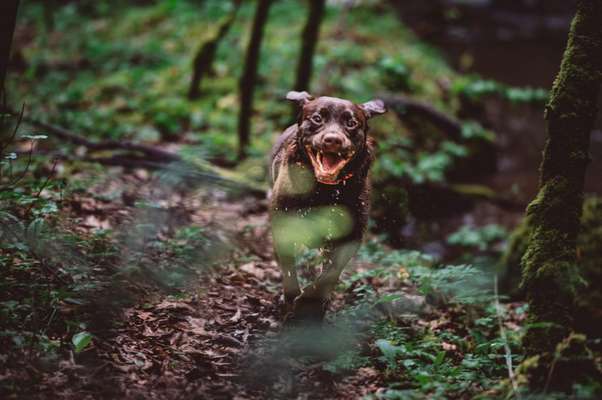 Handy Foto Challange Nr. 46  Happy Dog-Beitrag-Bild