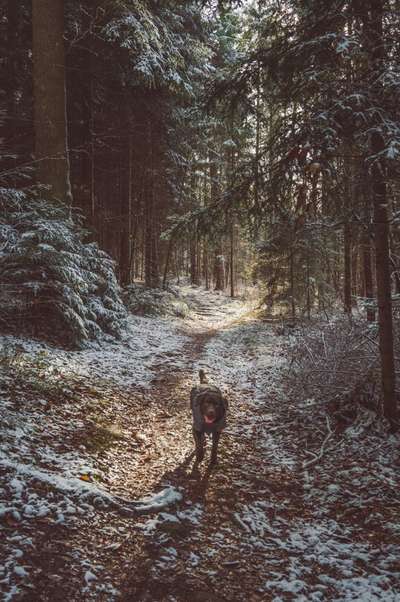 Labradorfans-Beitrag-Bild