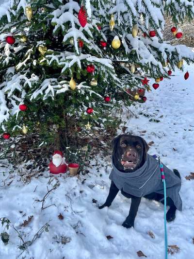 Hundekleidung - Top oder Flop-Beitrag-Bild