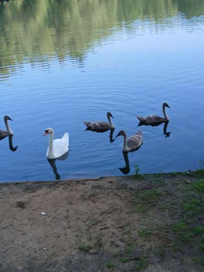 Hundeauslaufgebiet-Wöhrder See-Bild