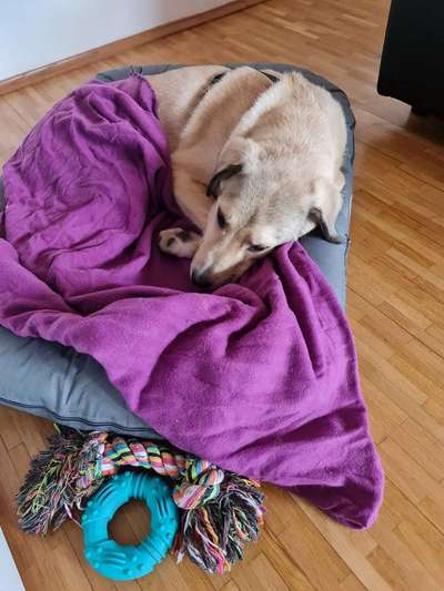 Kauspielzeug-Beitrag-Bild