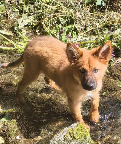 Hundetreffen-Welpentreff-Bild