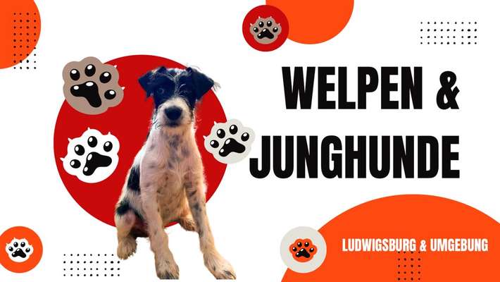 Hundetreffen-Freilauf (Training) & Spielen | Junghunde-Bild