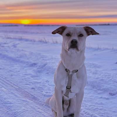 Hundetreffen-Ich suche einen Trainingspartner für regelmäßige gemeinsame Spaziergänge 🐶-Bild