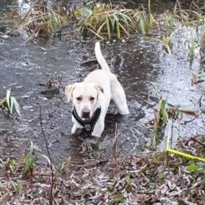 Hundetreffen-Gemeinsames Training-Bild