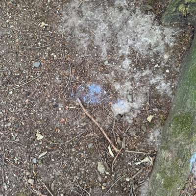 Giftköder-Komisches blaues Pulver-Bild