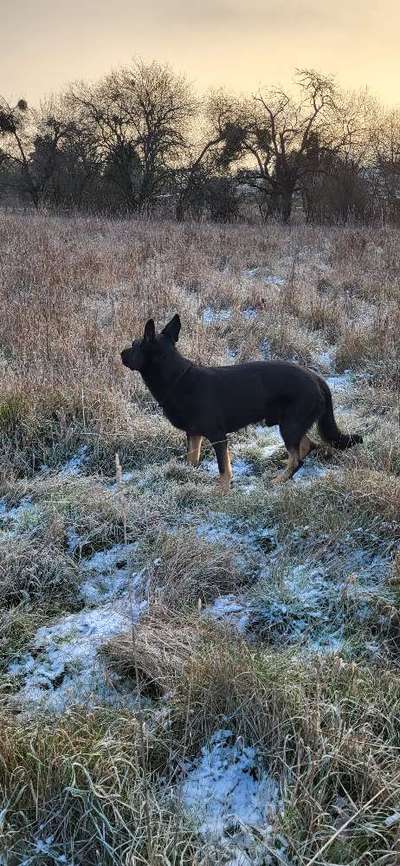 Hundetreffen-Trainings- und Gassirunde-Bild