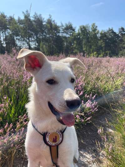 Hundetreffen-Spielpartner gesucht-Bild