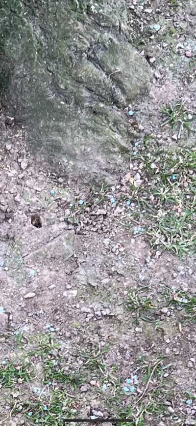 Giftköder-Blaue kleine Kügelchen im Gras-Bild