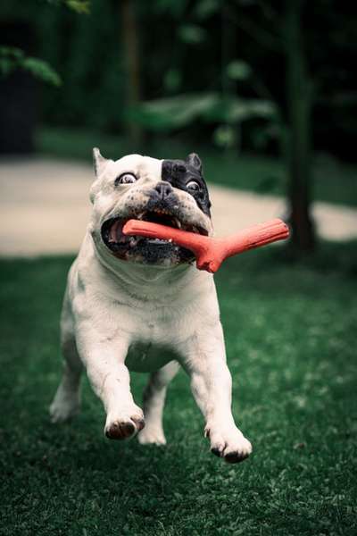 Hundetreffen-Fotoshootings für eure Vierbeiner!-Bild