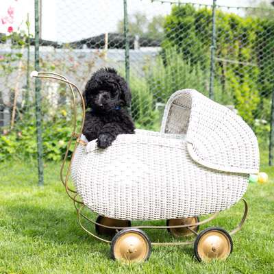 Hundetreffen-Welpentreff in der Region Basel-Bild