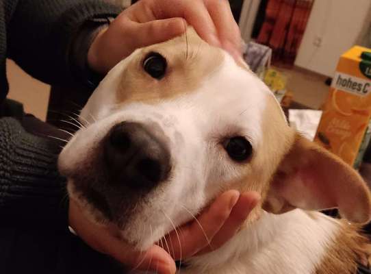 Tierschutzhunde suchen ein Zuhause-Beitrag-Bild