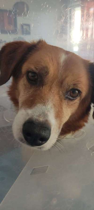 Tierschutzhunde suchen ein Zuhause-Beitrag-Bild