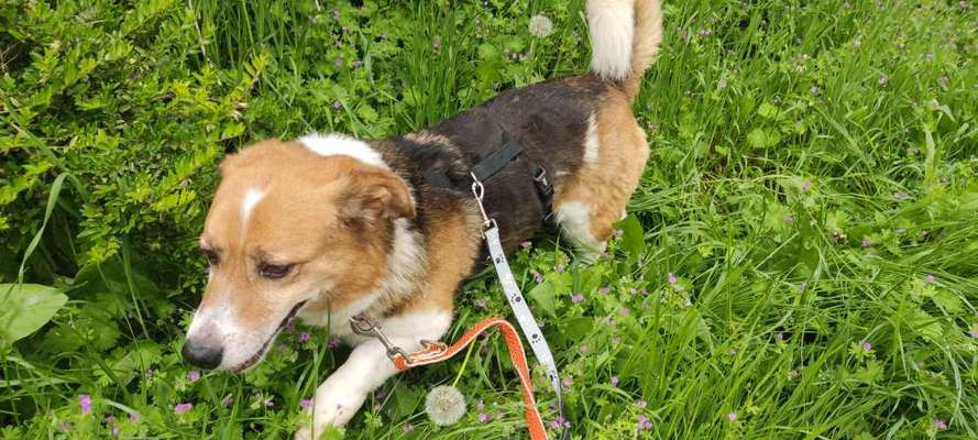 Tierschutzhunde suchen ein Zuhause-Beitrag-Bild