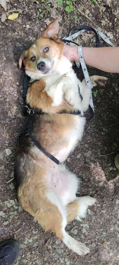 Tierschutzhunde suchen ein Zuhause-Beitrag-Bild