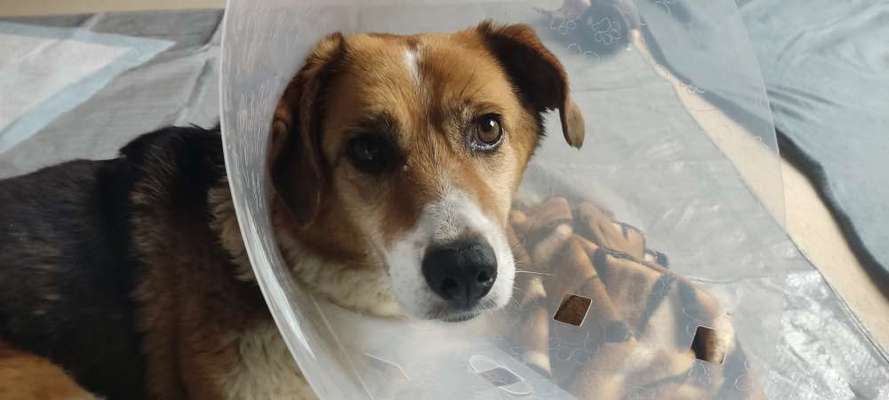 Tierschutzhunde suchen ein Zuhause-Beitrag-Bild