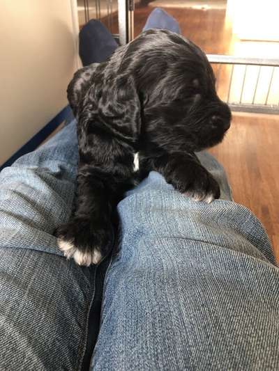 Das erste Bild eures Hundes-Beitrag-Bild