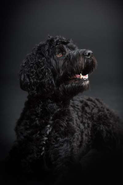 Black dogs are beautiful-Beitrag-Bild