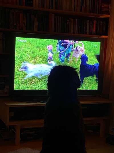 Dogorama Photo Challenge - Wir schauen fern (TV)-Beitrag-Bild