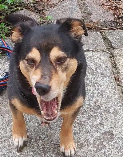 Hunde Memes-Beitrag-Bild