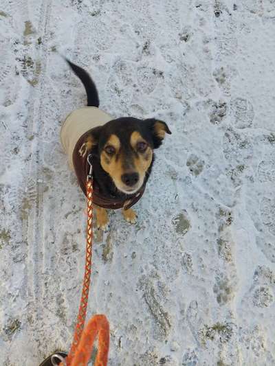 Welchen Hund hast du?-Beitrag-Bild