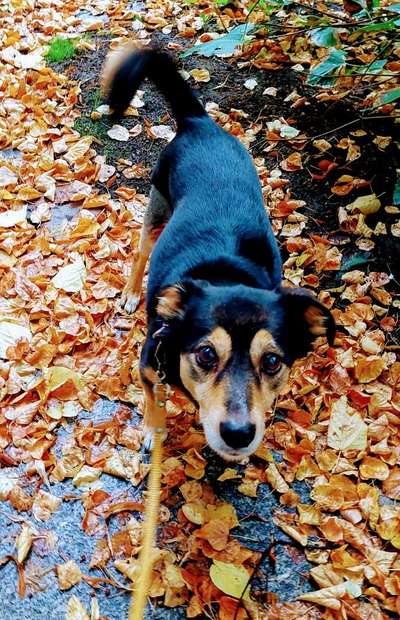 26. Farben Fotochallenge "Herbstfarben"-Beitrag-Bild