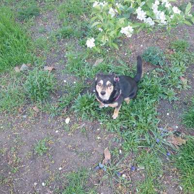 Dogorama Photo Challenge - Frühlingserwachen-Beitrag-Bild