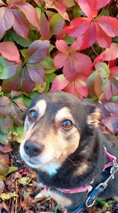 Herbst Bilder-Beitrag-Bild