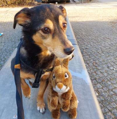 52. Collagenchallenge: Dein Hund im Sonnenschein-Beitrag-Bild