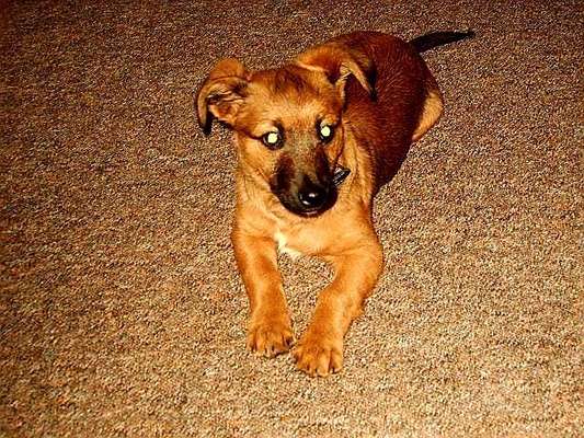 Welpen Bilder !-Beitrag-Bild