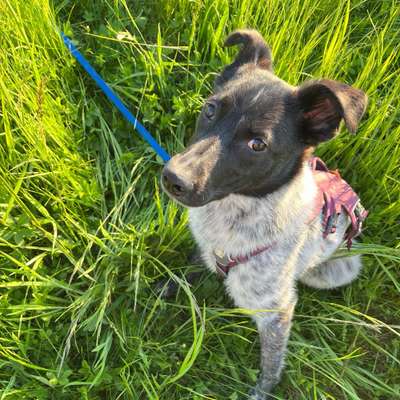 Hundetreffen-Treff mit ängstlicher Hündin-Bild