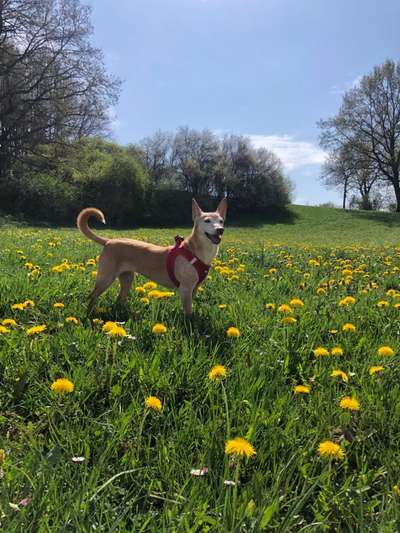 Die Dogorama Monats Challenge "Es grünt und blüht"-Beitrag-Bild