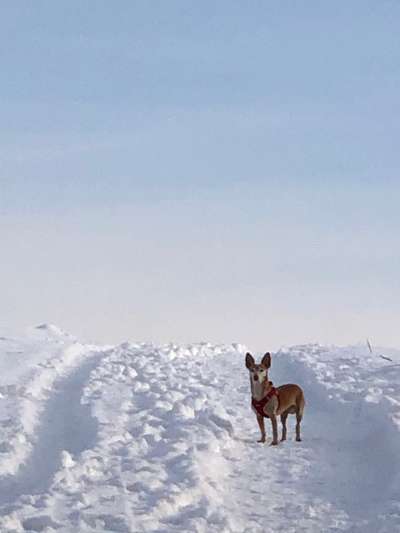 Die Dogorama Kalender Challenge Teil 2/4-Beitrag-Bild