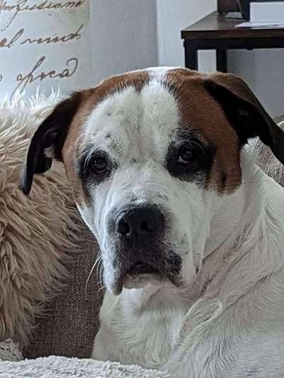 Dogorama Photo Challenge - Portrait-Beitrag-Bild