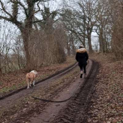 Hundetreffen-Social Walk - zum üben!-Bild