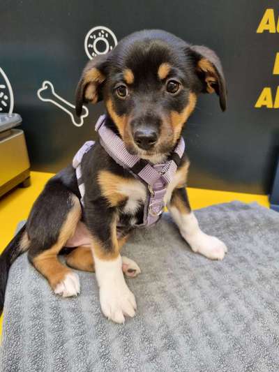 Mischlinge raten - Rätselspaß-Beitrag-Bild