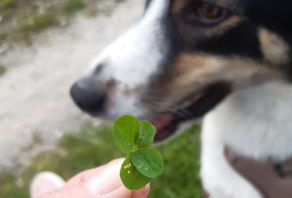 Fotochallange 63: "Dein blühendes Hündchen"-Beitrag-Bild