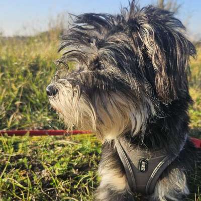 Hundetreffen-🐾 Gemeinsame Gassirunden & Austoben gesucht – Werben / Burg & Umgebung 🐶-Bild